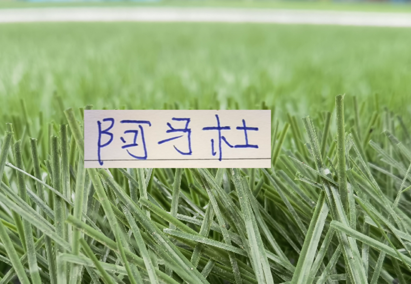 想不到！连阿马杜离开申花 都引起争议 期待他在重庆穿10号表现吗